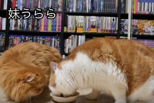 妹思いの兄ニャンコ