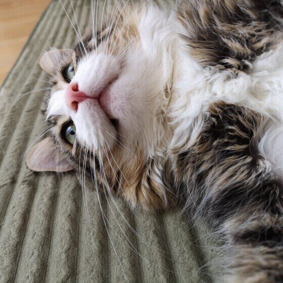 メインクーンの銀次郎くん