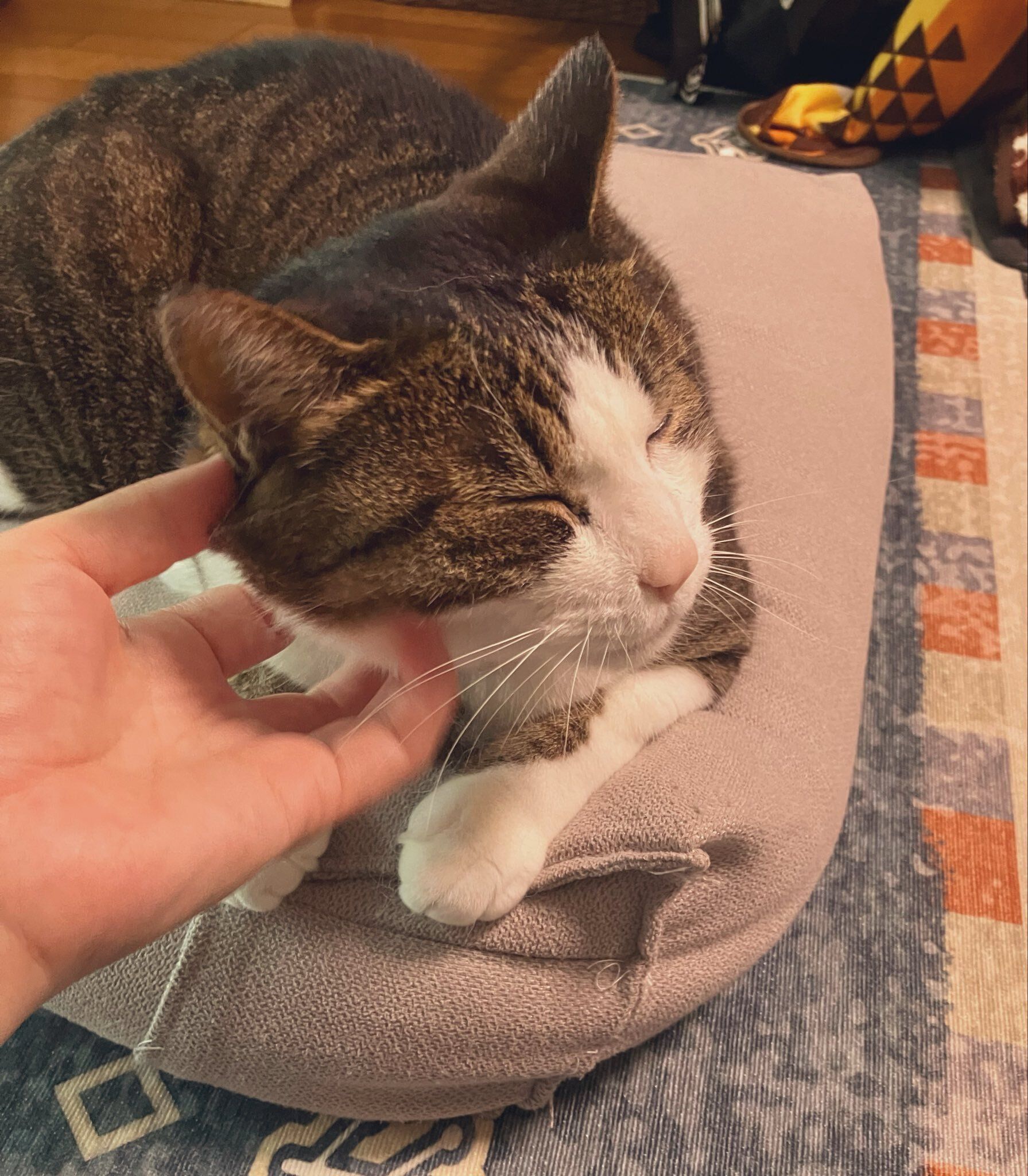 撫でられている猫