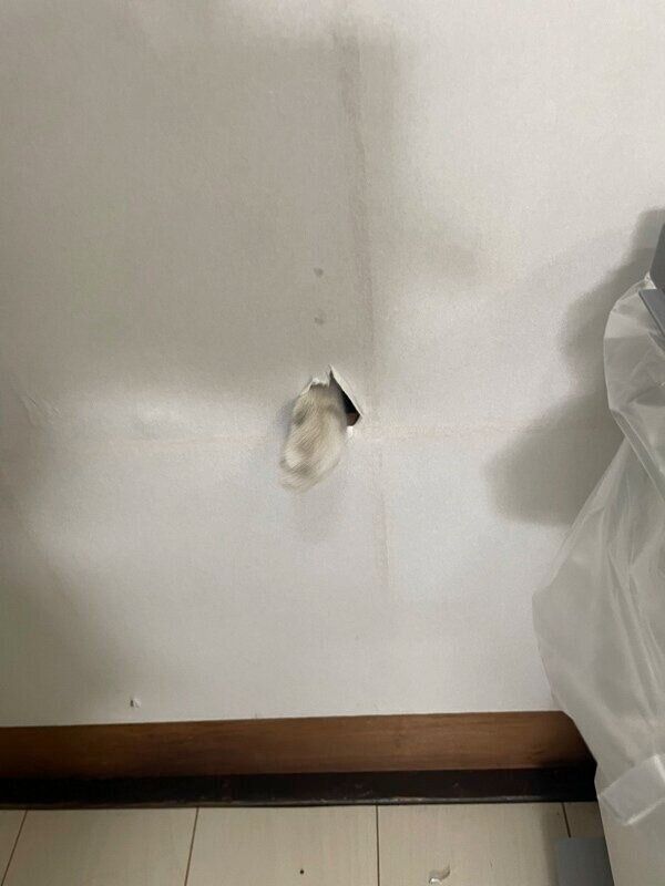 障子から前足を出すちゃぼくん