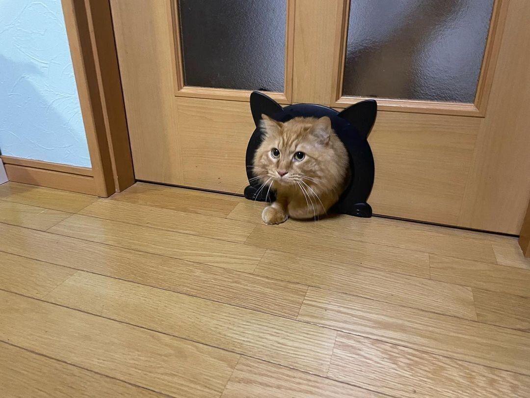 猫用ドア