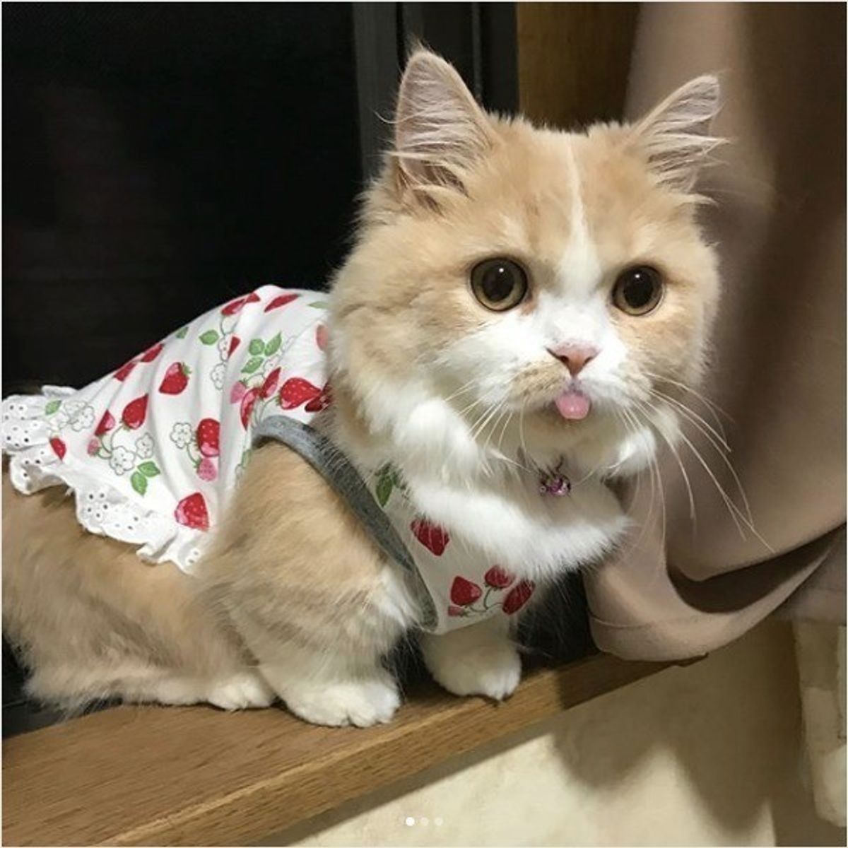 寝ながらよだれを垂らすのは 人だけじゃない ニャンコの無防備寝顔をお届け ねこのきもちweb Magazine 寝ながらよだれを垂らすのは 人だけじゃない ニャンコの無防備寝顔をお届け ねこのきもちweb Magazine