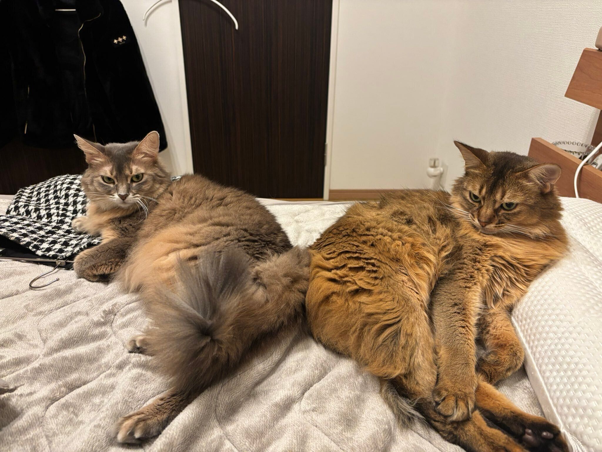 まったりする2匹