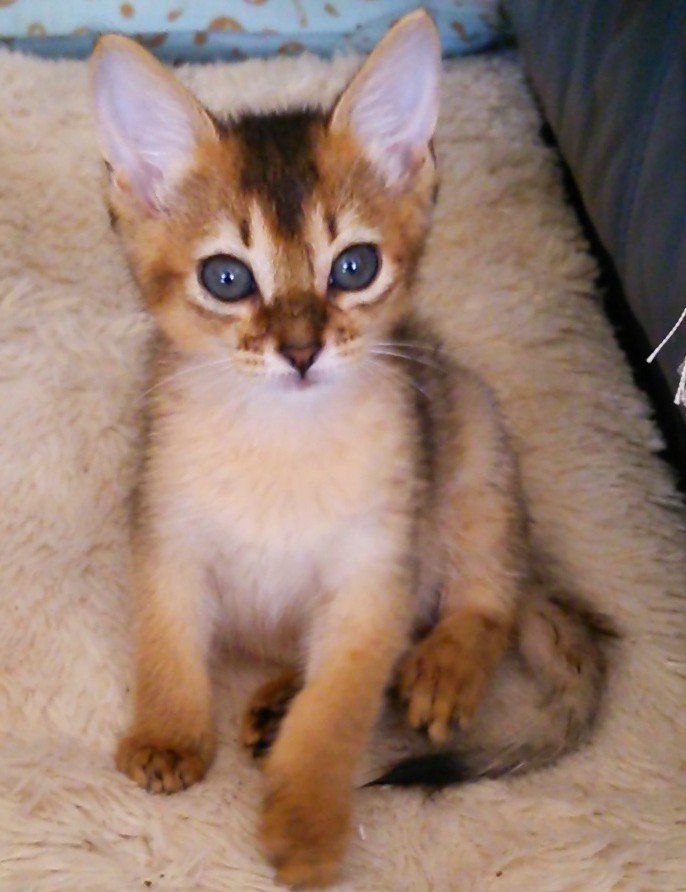 画像／「ねこのきもち」2018年12月号　読者提供