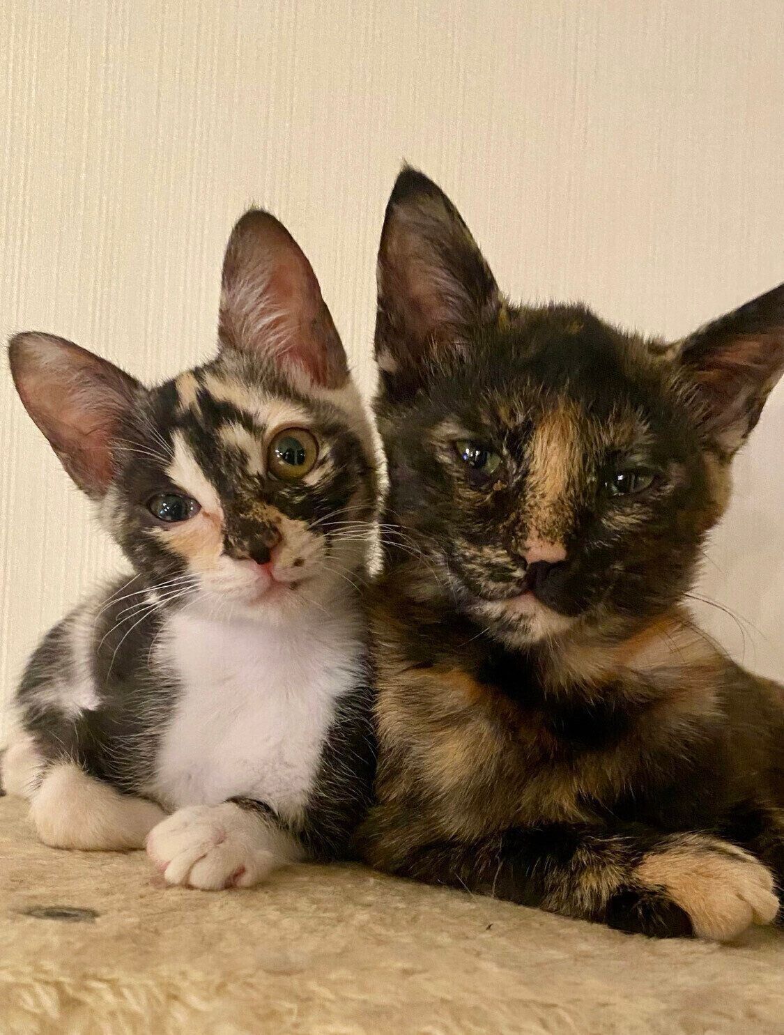 なでぃ＆べてぃ