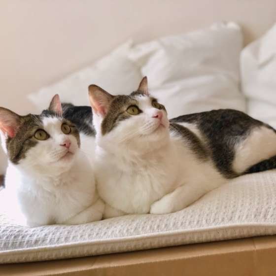 いつも一緒の2匹