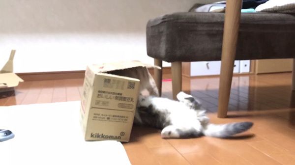 箱争奪戦を繰り広げるネコ