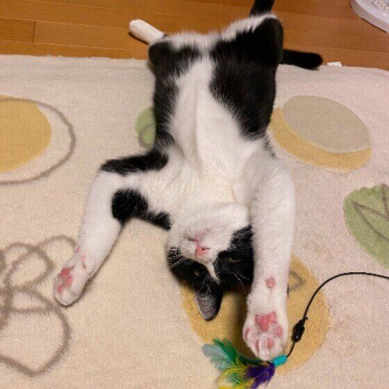 ばんざい寝するMix猫