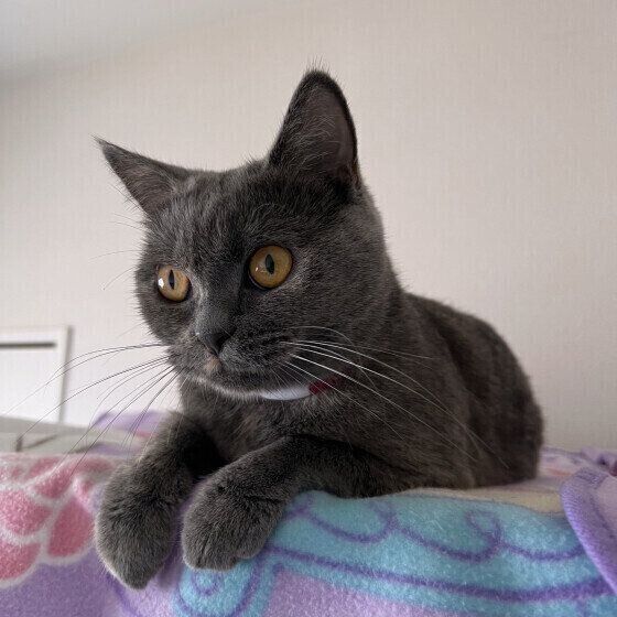 ブリティッシュショートヘアの小梅ちゃん