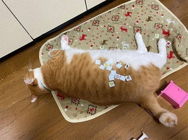 寝転ぶふうたくん