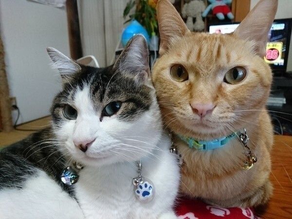 首輪をつけた2匹の猫
