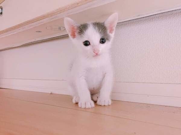 かわいい子猫