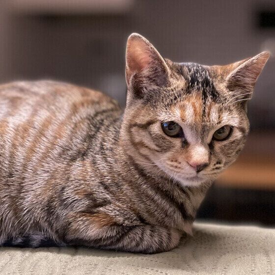 Mix（サバトラ）のシエラちゃん♪