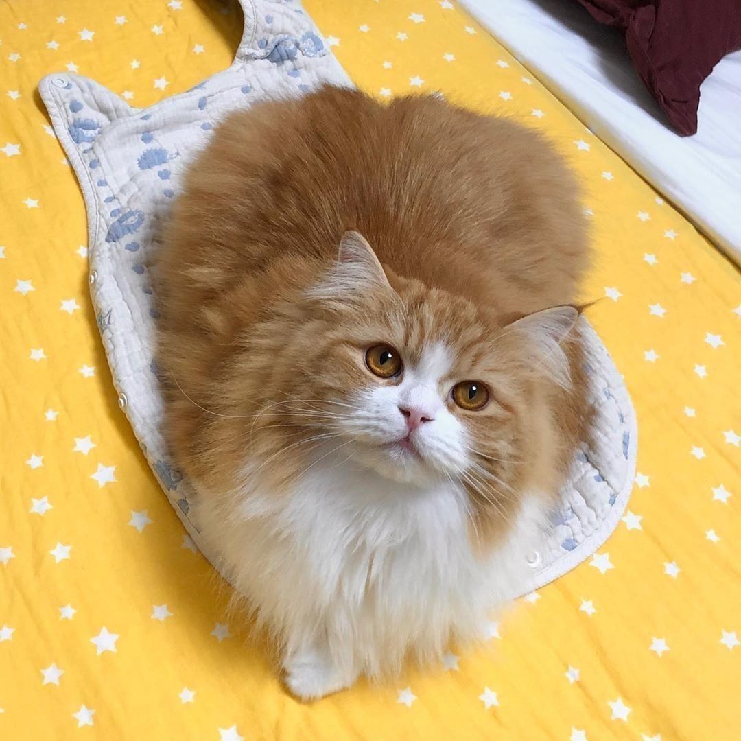 スリーパーの上に乗るアランちゃん