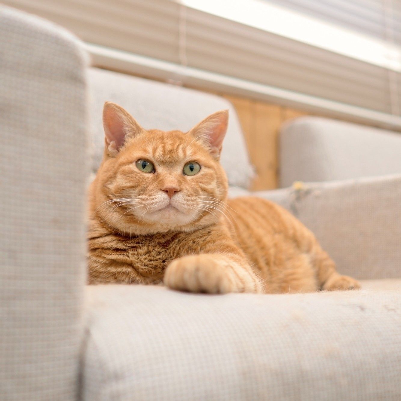 海鳥センターで暮らす、この取り組みのＰＲ猫・テンちゃん（撮影／石原さくら）