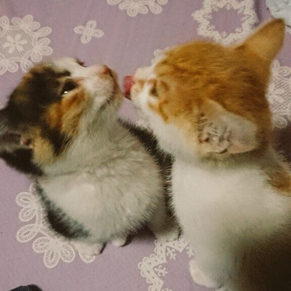 毛づくろいをするエマちゃんとノエルちゃん