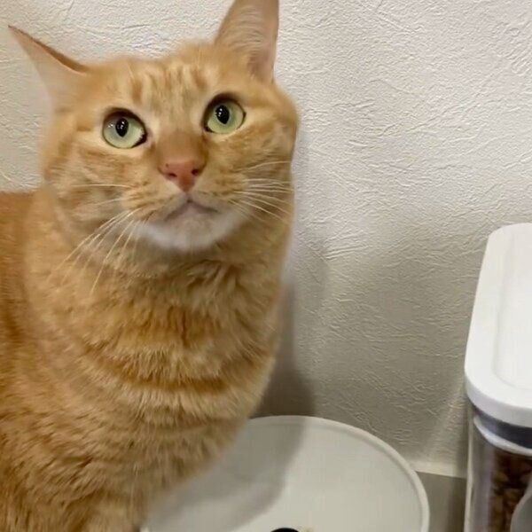 飼い主さんにキュルンとした瞳でアピールするこいもちゃん