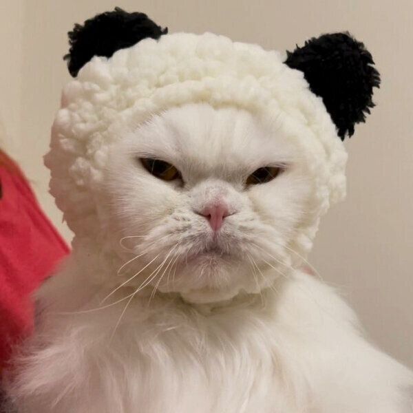 かぶりものを被る月ちゃん