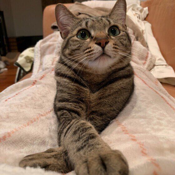 前足をクロスさせるキジトラ