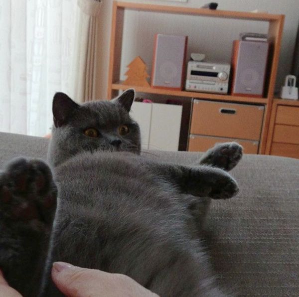 肉球をぷにぷにされる猫