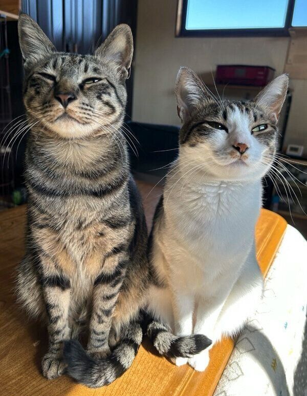 仲良しななぎくんとよもぎちゃん