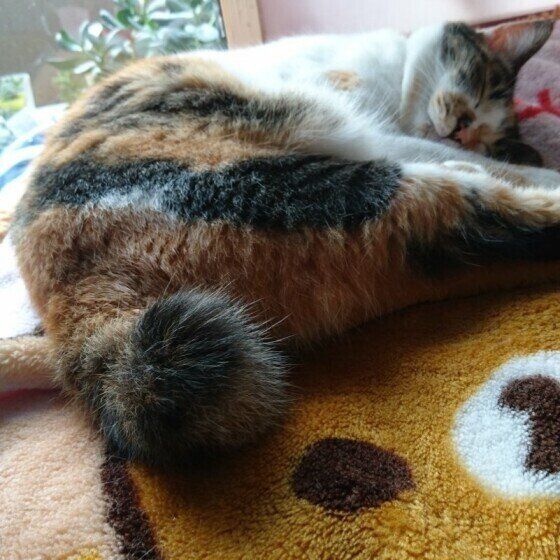 三毛のミーちゃんのかぎしっぽ