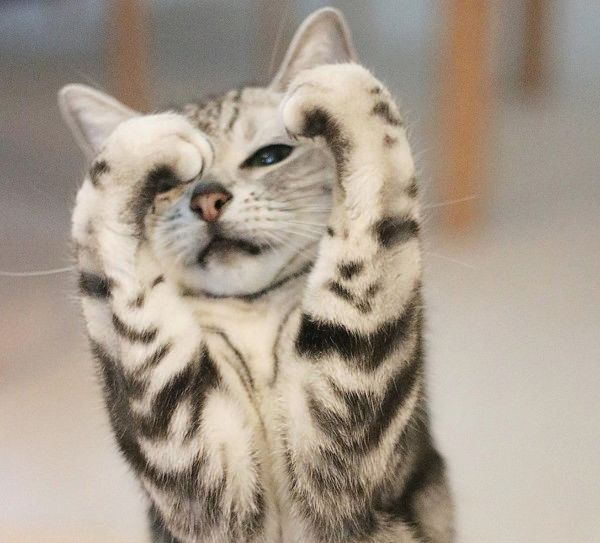 ほっこりする猫との暮らし