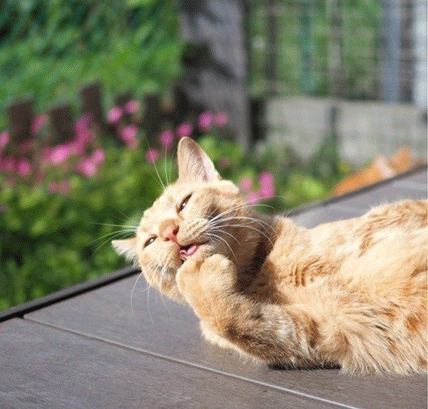 しなとらちゃん