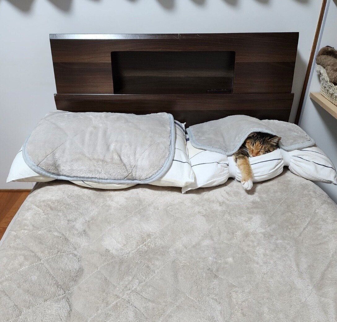 気持ちよさそうに眠るむぎちゃん