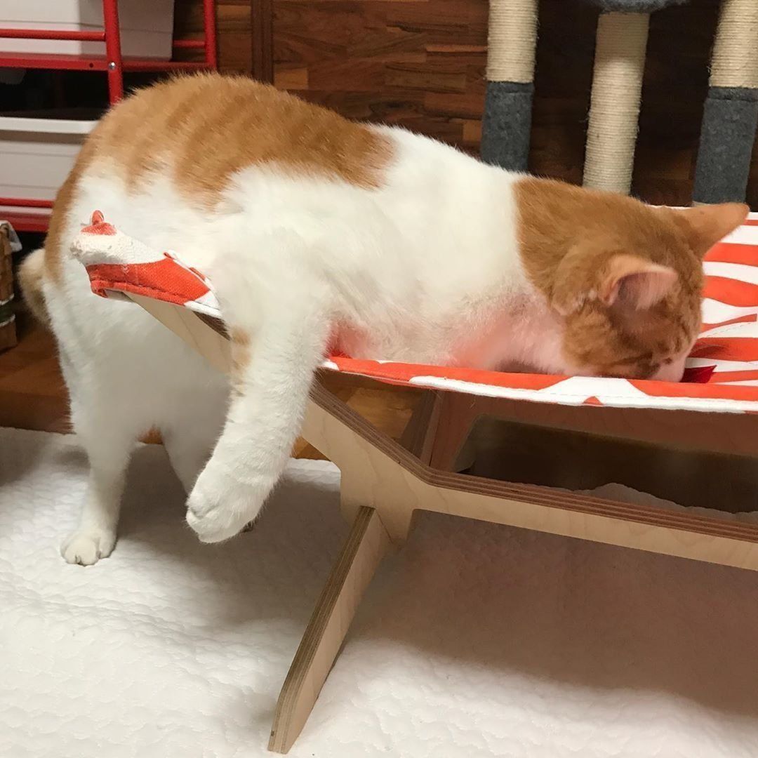 ポン太ちゃん、溶ける