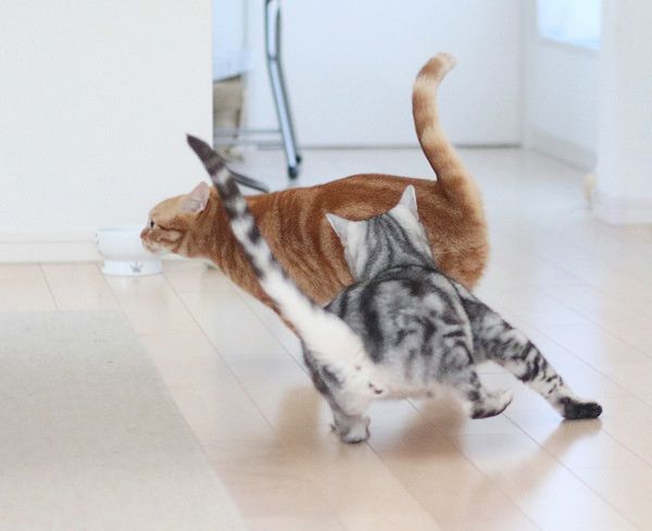 ほっこりする猫との暮らし