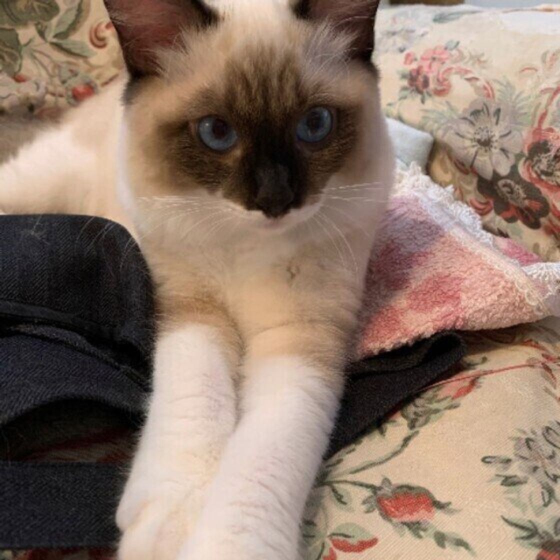 メスよりもしつこくて 甘えん坊 オス猫の性格 行動ランキングベスト10 ねこのきもちweb Magazine メスよりもしつこくて 甘えん坊 オス猫の性格 行動ランキングベスト10 ねこのきもちweb Magazine