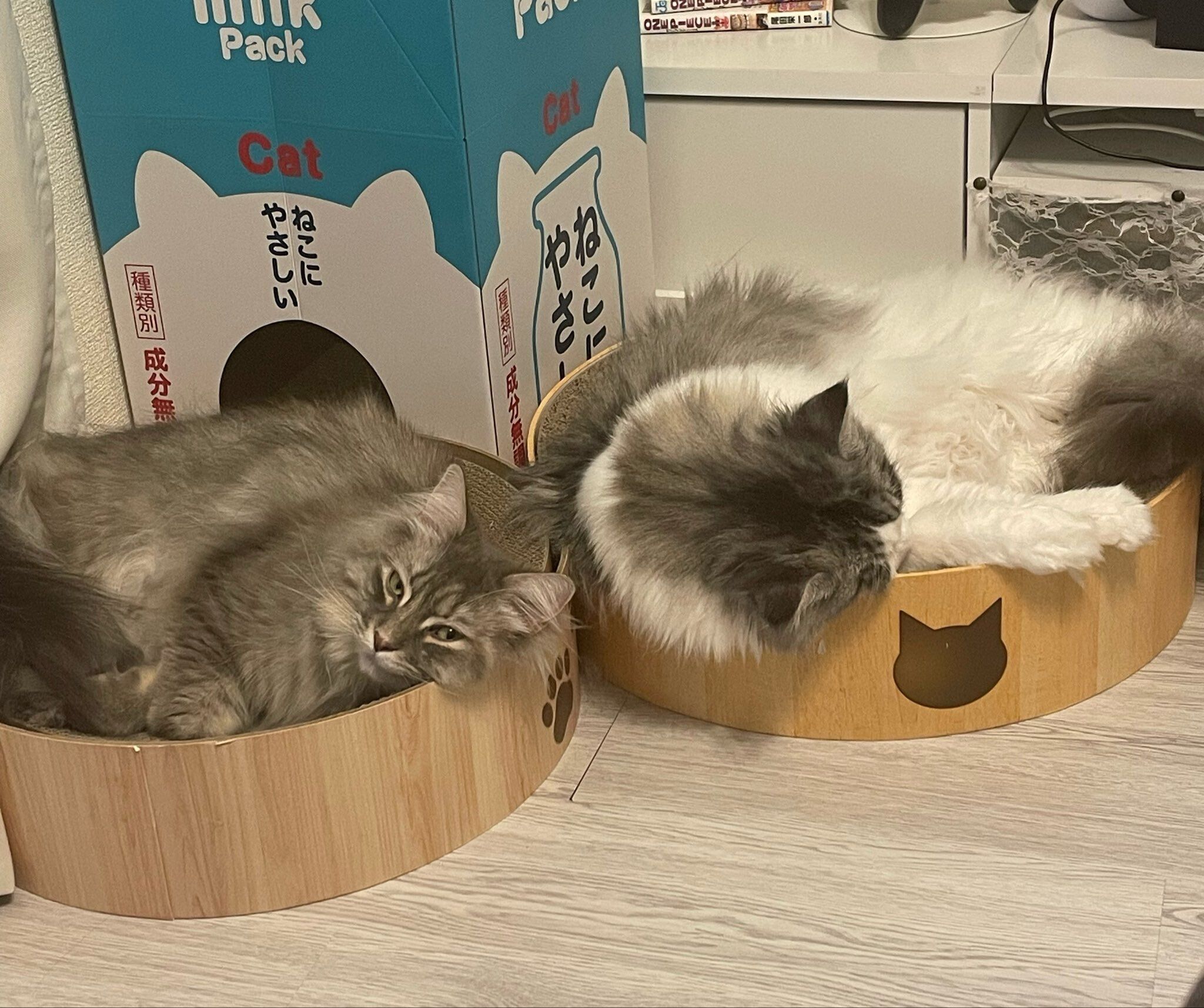 くつろいでいる2匹のサイベリアン