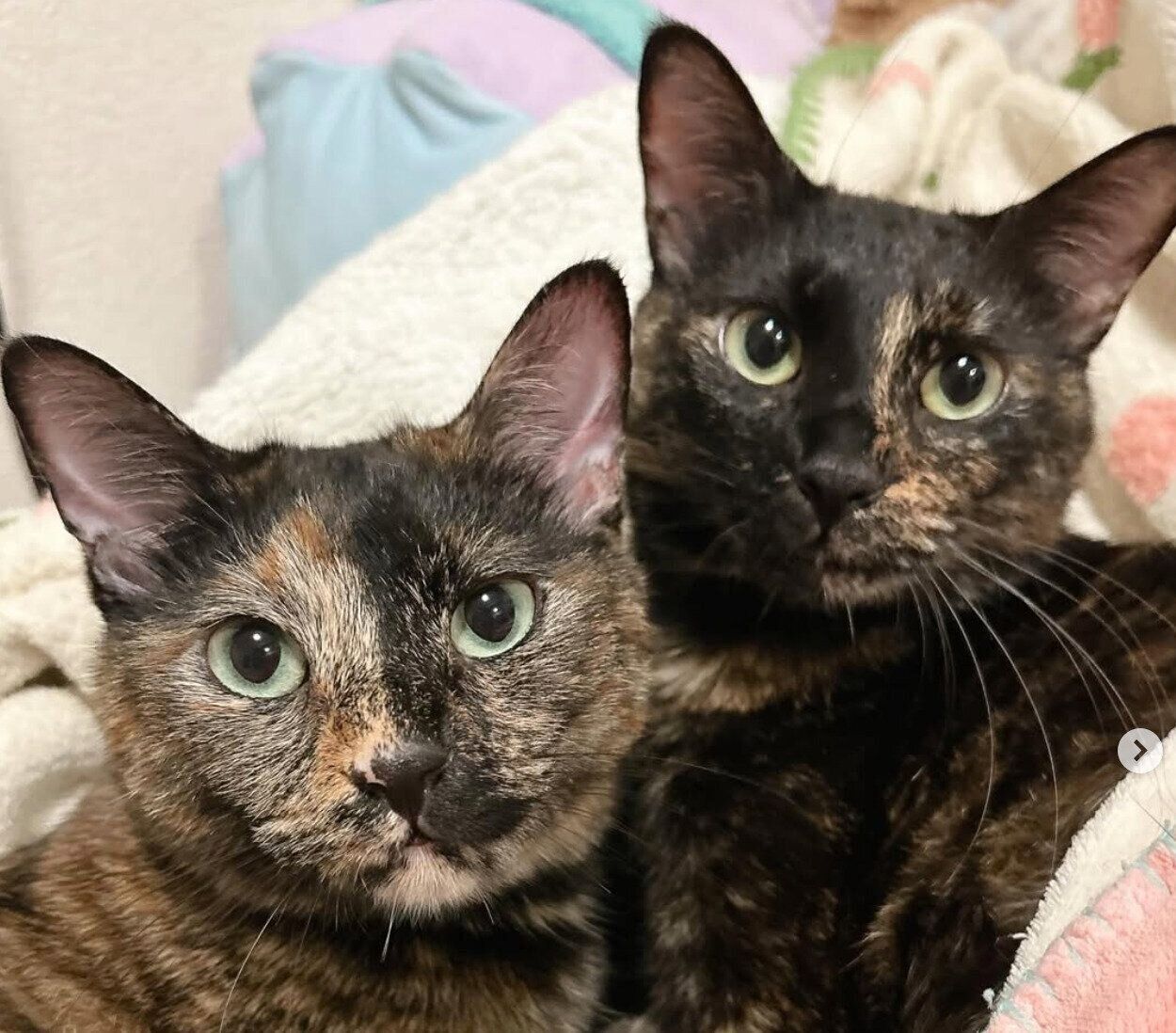 見つめるエルちゃんとツヴェちゃん