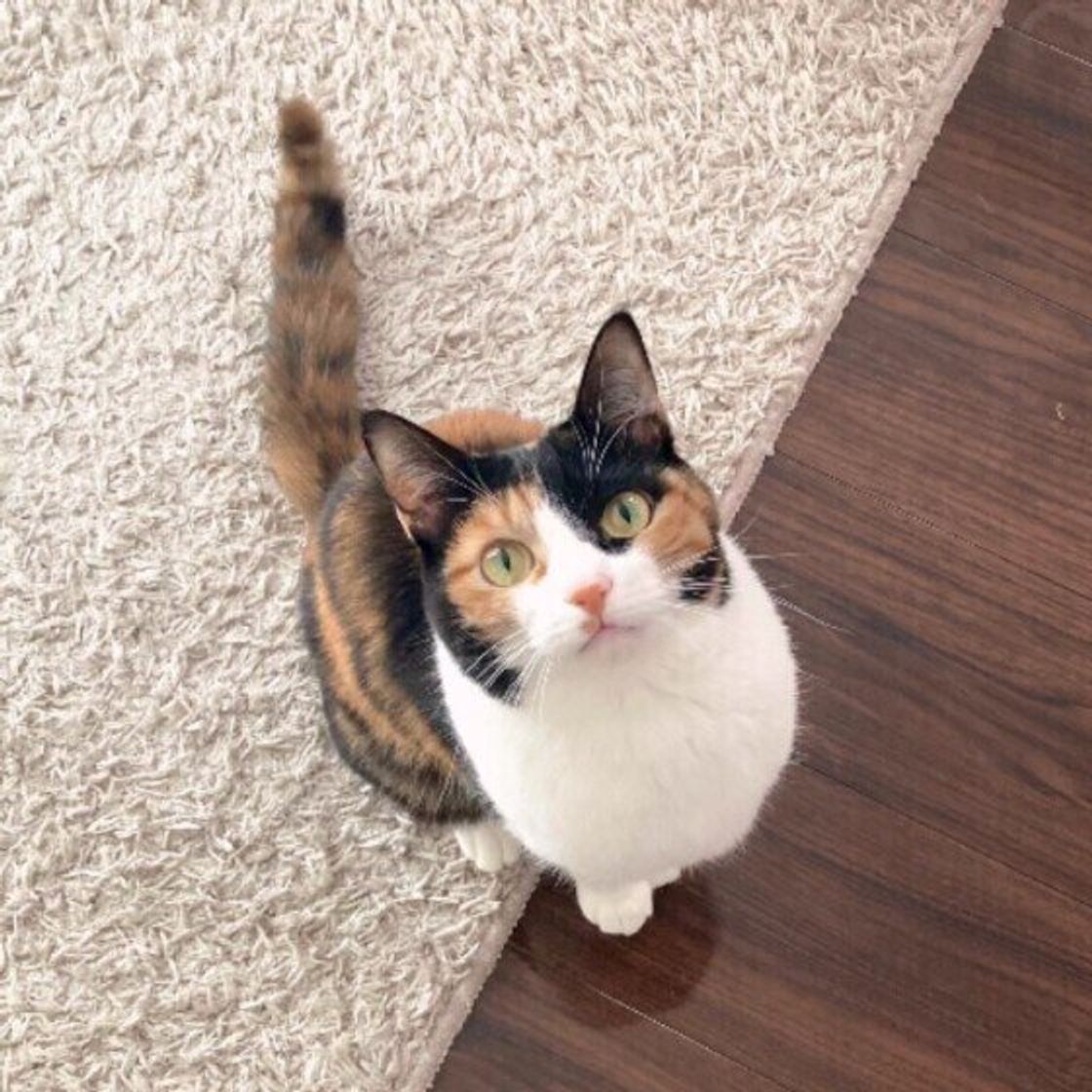 猫が 甘えたい と思う人の特徴は 甘えん坊な猫の3つの傾向 ねこのきもちweb Magazine 猫が 甘えたい と思う人の特徴は 甘えん坊な猫の3つの傾向 ねこのきもちweb Magazine