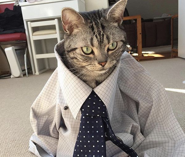 服を着るアメリカンショートヘア