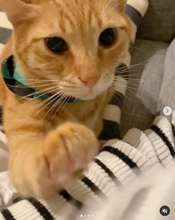 ナデナデを催促するちのくん