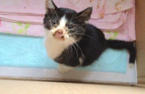 元保護猫・虎徹くん