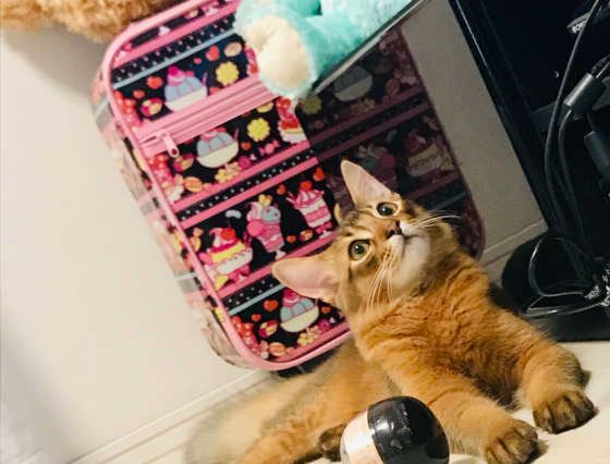 くつろぐソマリ