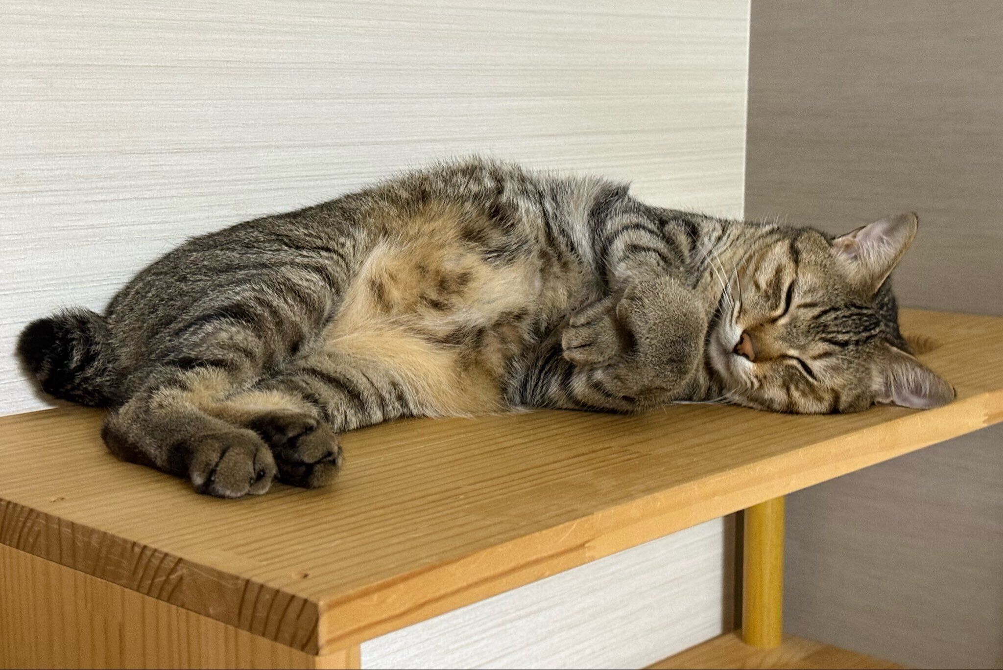 前足をクロスして眠るふうたくん