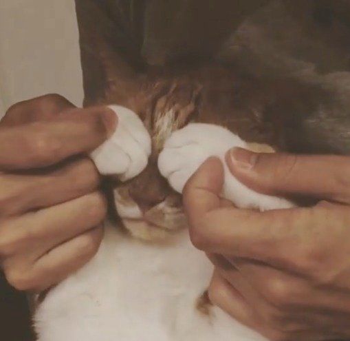 いないいないばぁ〜のにゃんこ