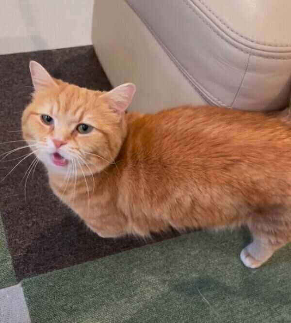 鳴いてアピールするぷーちゃん