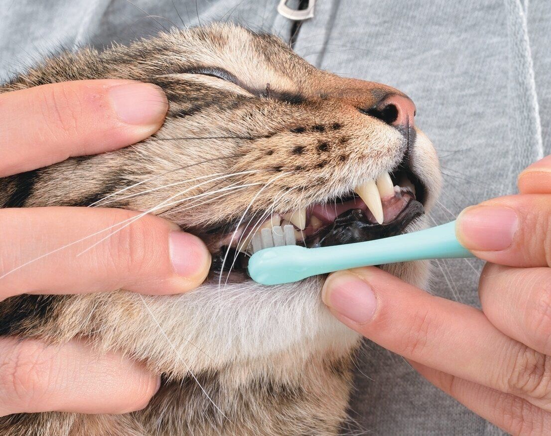 歯ブラシを使った歯磨きに挑戦