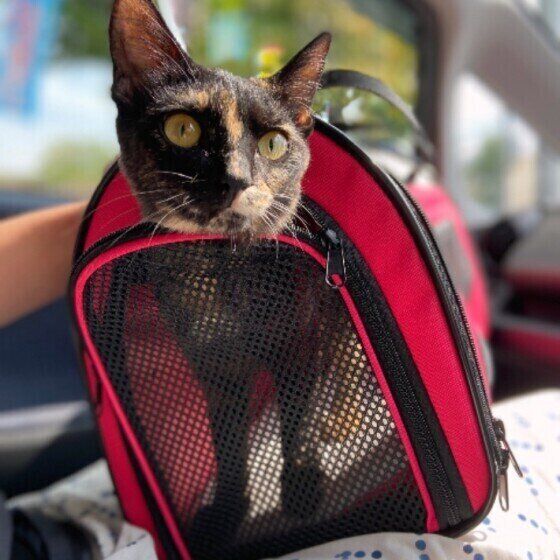 サビ猫のきなこちゃん