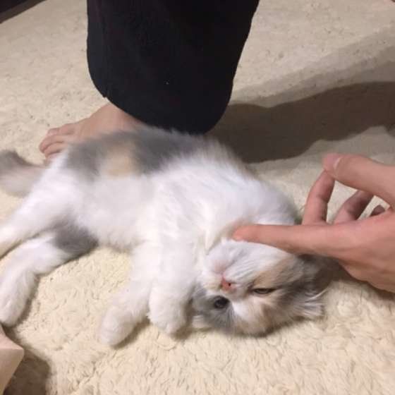 寝転がるスコティッシュフォールド・ロングヘア