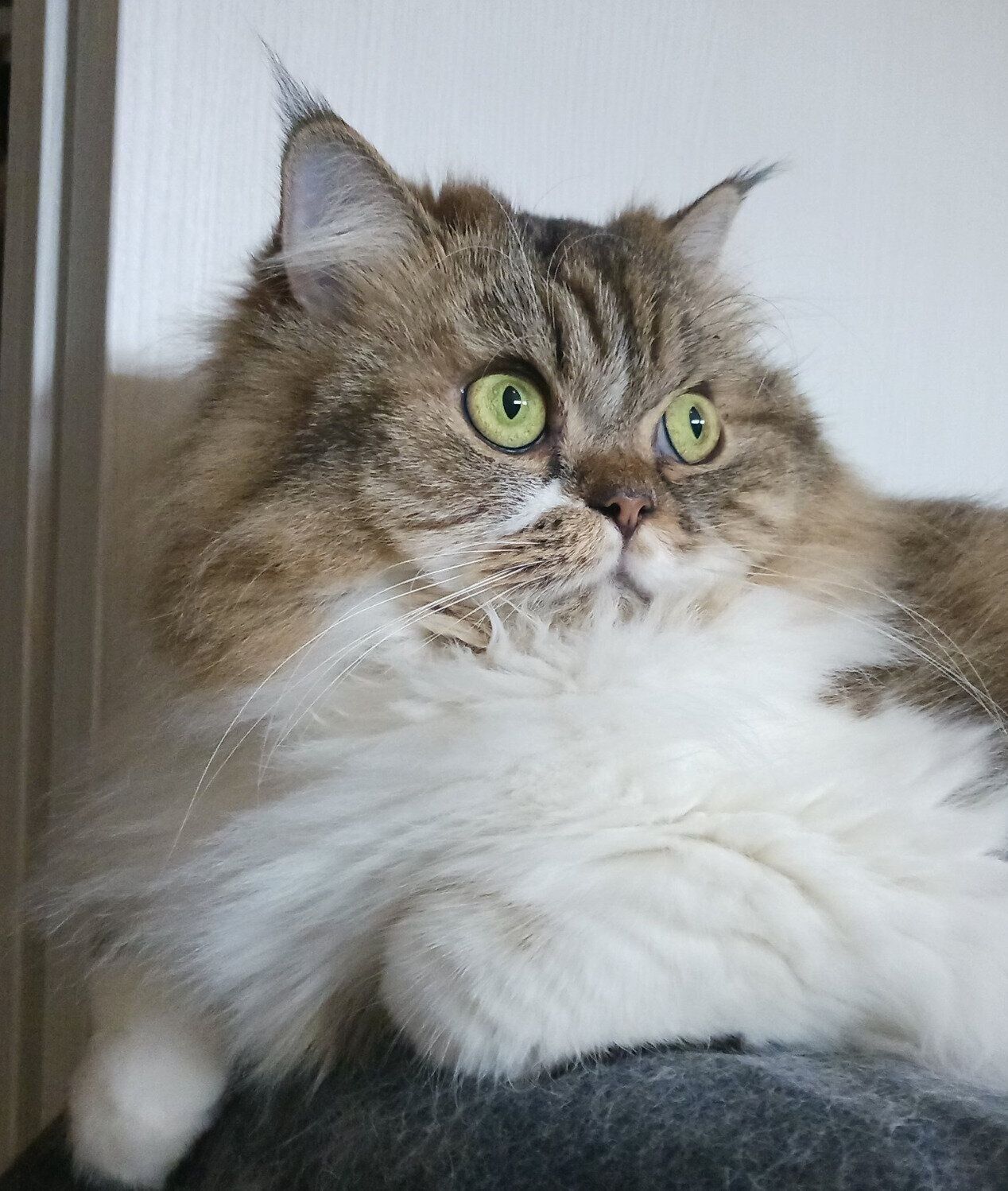 くつろぐランちゃん。