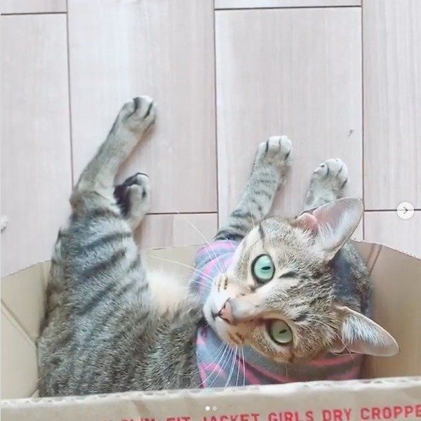 見つめるMugiくん