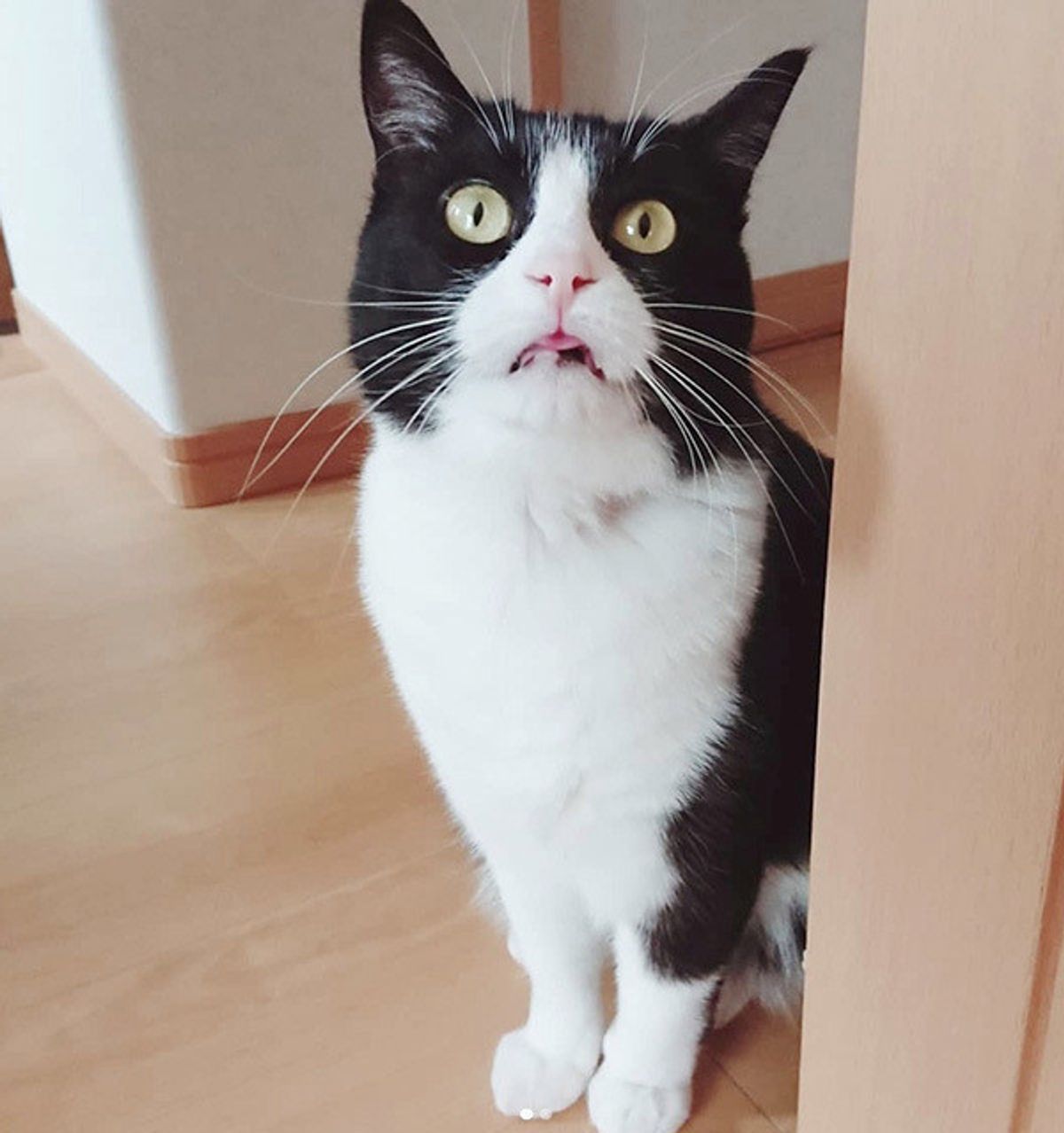 ダンボールに入れて捨てられていた子猫 救ったのは お散歩中のワンコだった ねこのきもちweb Magazine ダンボールに入れて捨てられていた子猫 救ったのは お散歩中のワンコだった ねこのきもちweb Magazine