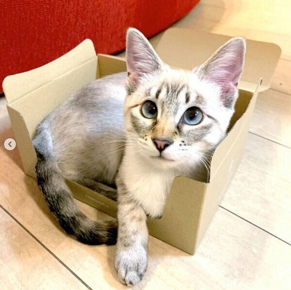 箱に入るノージーちゃん