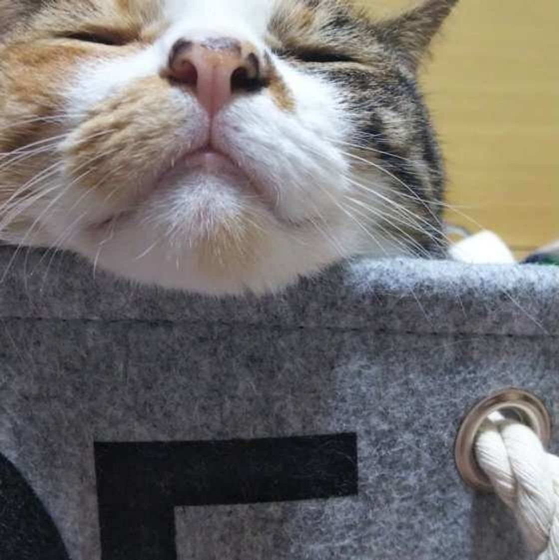 猫の アレルギー性皮膚炎 って 予防方法や治療について知りたい ねこのきもちweb Magazine 猫の アレルギー性皮膚炎 って 予防方法や治療について知りたい ねこのきもちweb Magazine